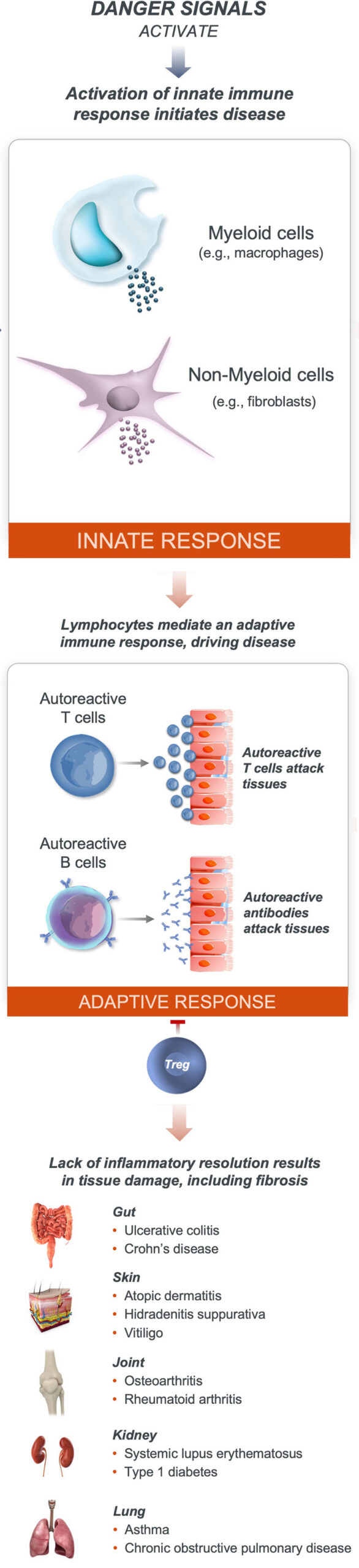 A graphic explaining how activation of the innate immune response initiates disease, lymphocytes mediate an adaptive immune response, driving disease, and lack of inflammatory resolutions results in tissue damage, including fibrosis.