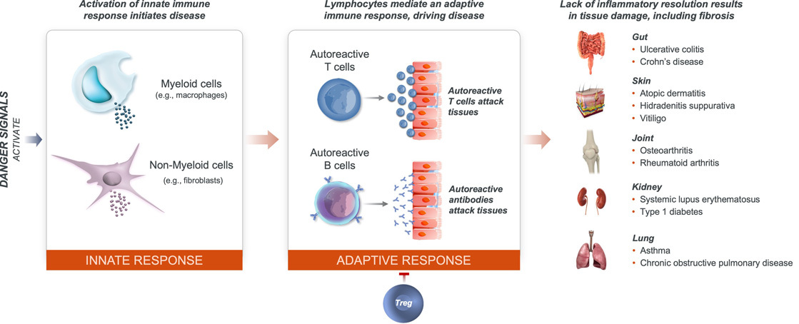 A graphic explaining how activation of the innate immune response initiates disease, lymphocytes mediate an adaptive immune response, driving disease, and lack of inflammatory resolutions results in tissue damage, including fibrosis.